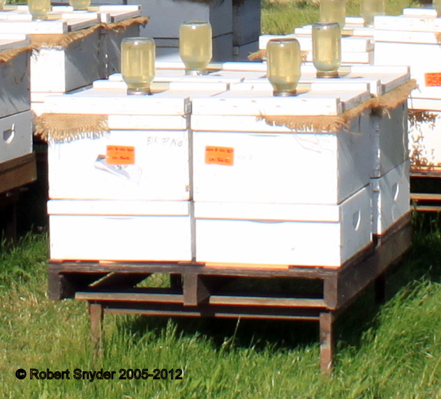 Palletized commercial hives for movement; photo by Robert Snyder